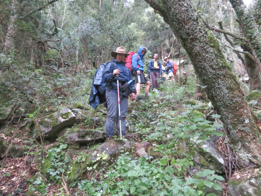 climbing through the forest